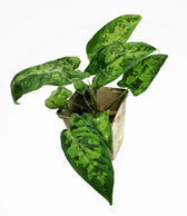 Schismatoglottis sp Zimmerpflanze im Anzuchttopf vor weißem Hintergrund, Produktfoto 7.