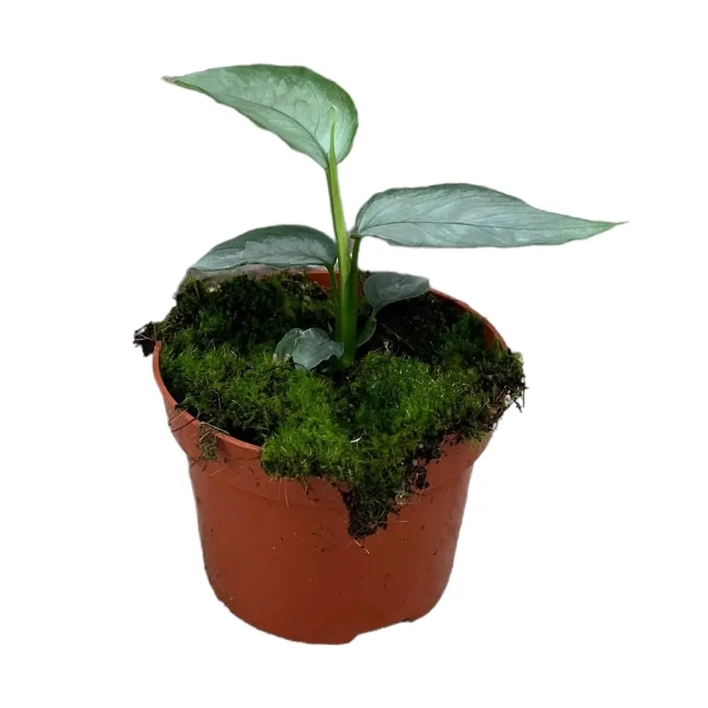 Schismatoglottis sp. 'Silver' potted houseplant in nursery pot on white background, product photo 3.