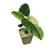 Schismatoglottis sp variegata potted houseplant in nursery pot on white background, product photo 2.