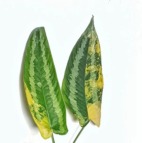 Schismatoglottis wallichii variegata leaf close-up on white background.