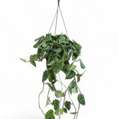 Nahaufnahme eines Blatts von Scindapsus pictus 'Argyraeus' vor weißem Hintergrund.