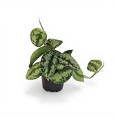 Nahaufnahme eines Blatts von Scindapsus pictus 'Argyraeus' vor weißem Hintergrund.