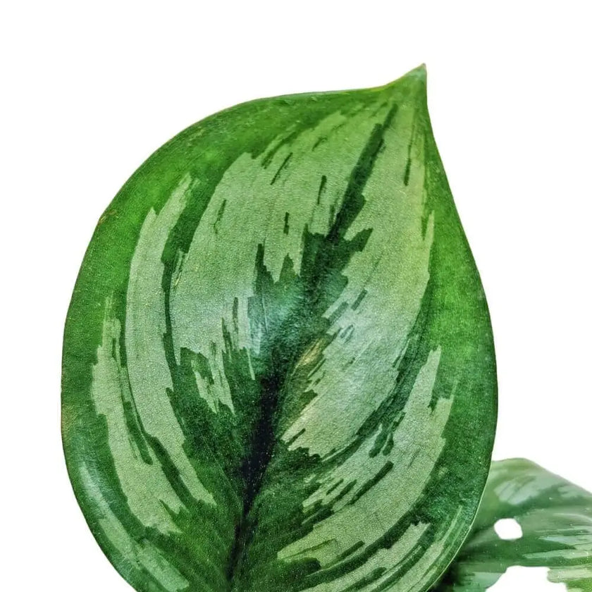 Scindapsus officinalis – Blattdetail vor weißem Hintergrund..