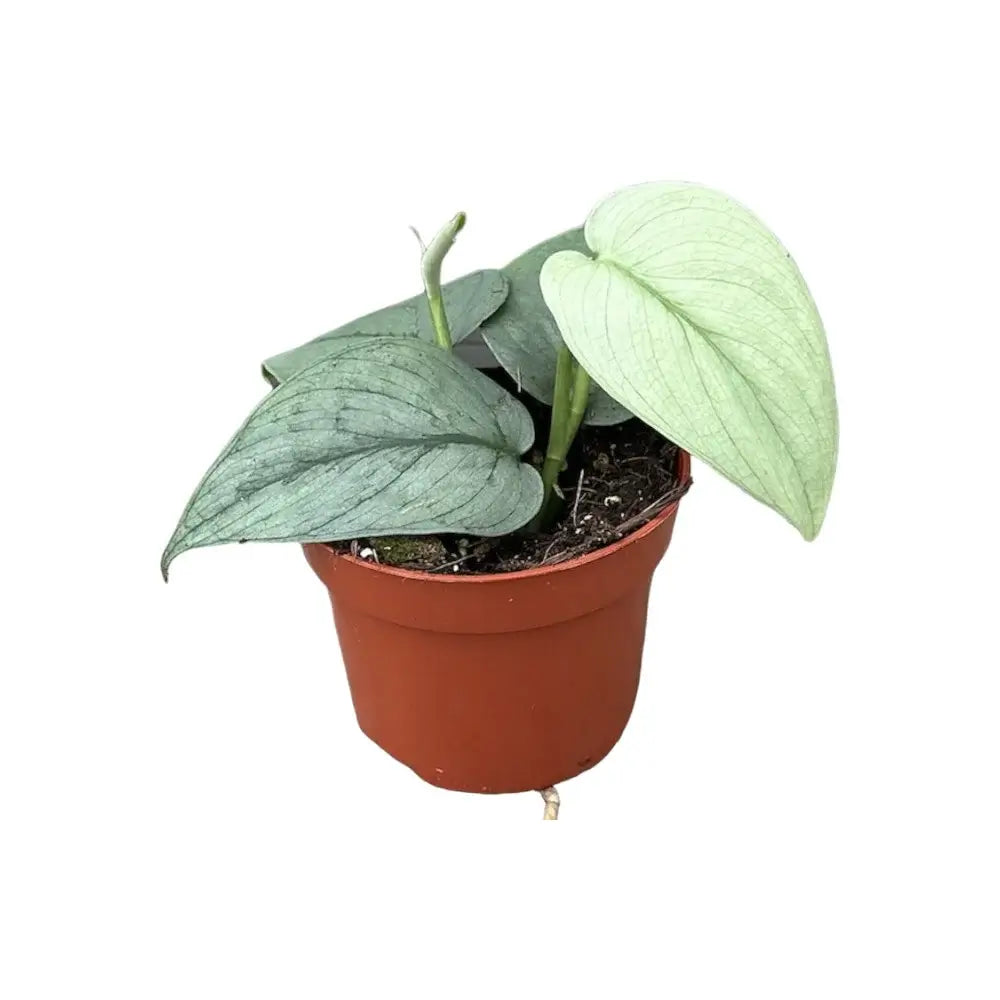 Scindapsus pictus 'Silver Hero' potted houseplant in nursery pot on white background, product photo 3.