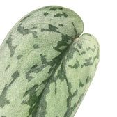 Scindapsus pictus 'Silver Lady' – Blattdetail vor weißem Hintergrund..