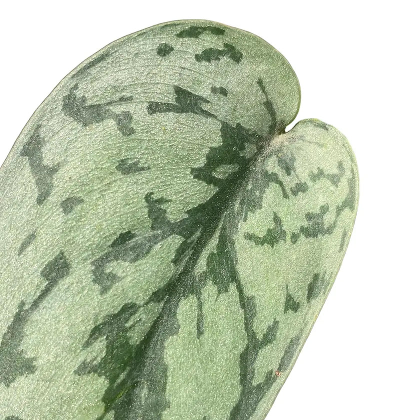 Scindapsus pictus 'Silver Lady' leaf close-up on white background.