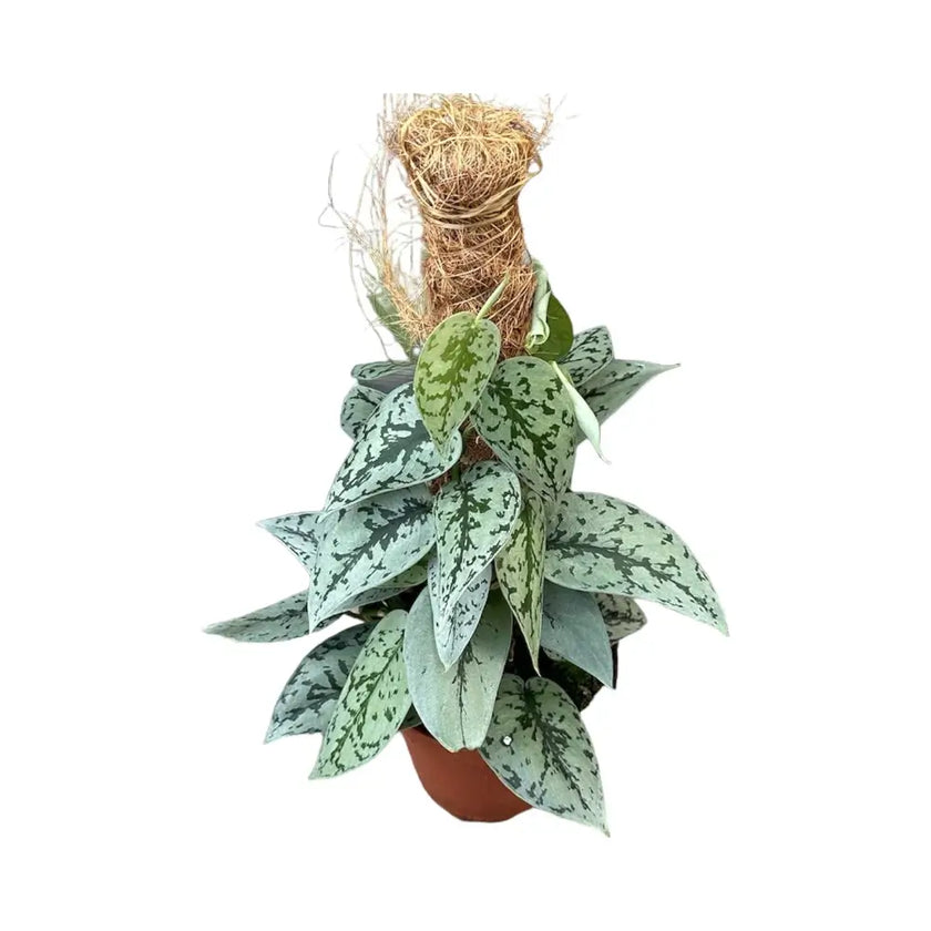 Scindapsus pictus 'Silver Lady' potted houseplant in nursery pot on white background, product photo 2.