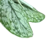 Scindapsus pictus 'Silver Splash' – Blattdetail vor weißem Hintergrund..