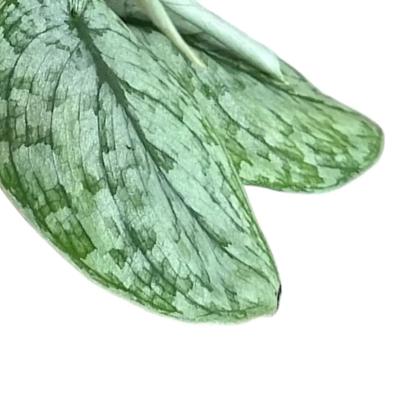 Scindapsus pictus 'Silver Splash' leaf close-up on white background.