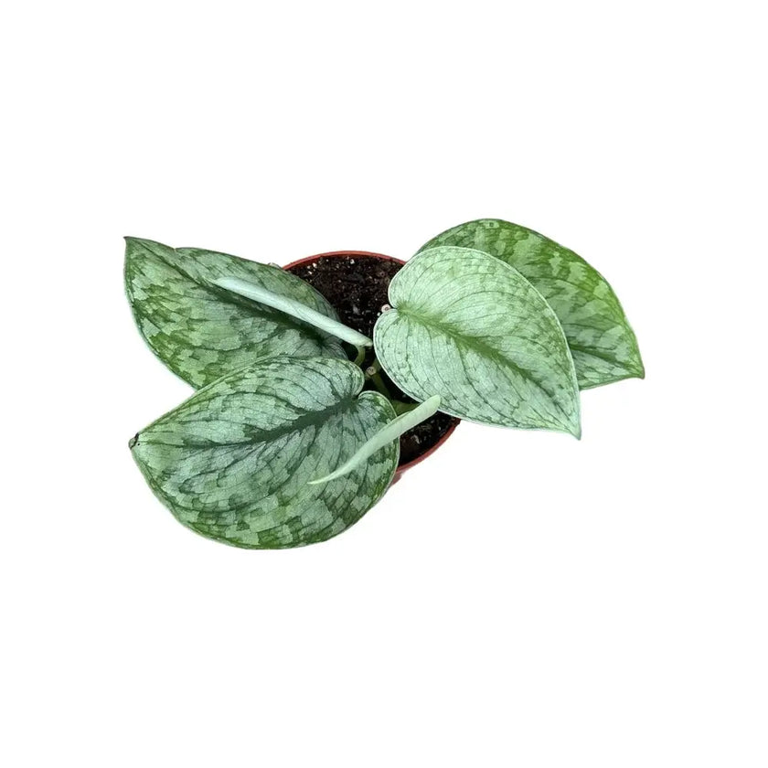 Scindapsus pictus 'Silver Splash' potted houseplant in nursery pot on white background, product photo 2.