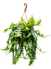 Selenicereus anthonyanus potted houseplant in nursery pot on white background, product photo 2.