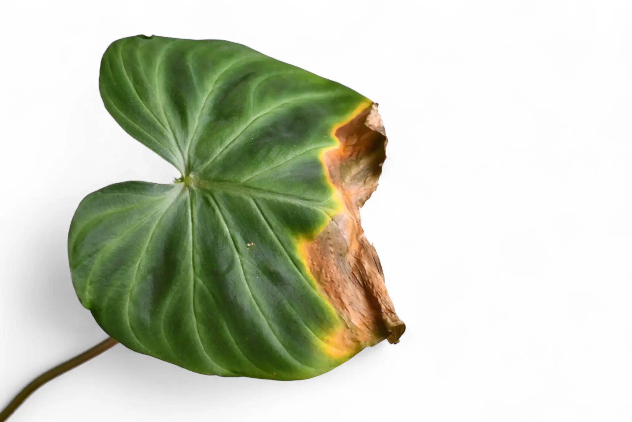 Verwelktes grünes Blatt mit braunen Rändern vor weißem Hintergrund.