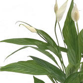 Spathiphyllum 'Alana' – Blattdetail vor weißem Hintergrund..