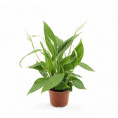 Spathiphyllum 'Alana' Zimmerpflanze im Anzuchttopf vor weißem Hintergrund, Produktfoto 3.