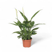 Spathiphyllum 'Alana' Zimmerpflanze im Anzuchttopf vor weißem Hintergrund, Produktfoto 4.