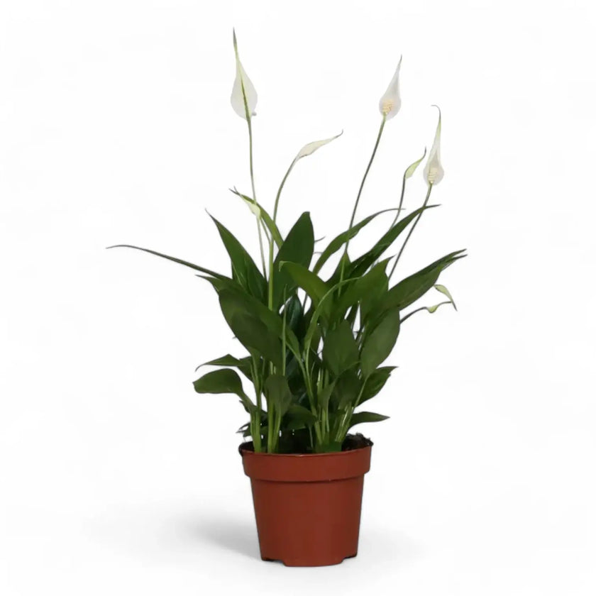 Spathiphyllum 'Korto' potted houseplant in nursery pot on white background, product photo 2.