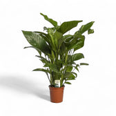 Spathiphyllum 'Maximo Cupido' potted houseplant in nursery pot on white background, product photo 2.