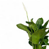 Spathiphyllum 'Sweet Isabella' leaf close-up on white background.