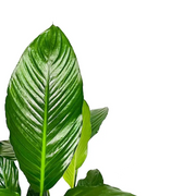 Spathiphyllum 'Sweet Lauretta' leaf close-up on white background.
