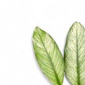 Spathiphyllum wallisii 'Sensation' variegata leaf close-up on white background.