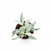 Spathiphyllum wallisii 'Sensation' variegata potted houseplant in nursery pot on white background, product photo 3.