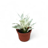 Spathiphyllum wallisii 'Sensation' variegata potted houseplant in nursery pot on white background, product photo 4.