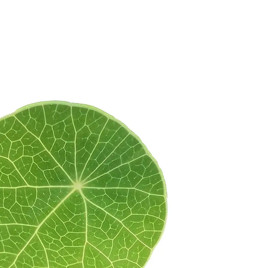 Stephania pierrei Hauptproduktfoto vor weißem Hintergrund.