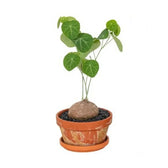 Stephania pierrei vor weißem Hintergrund, Produktfoto 2.