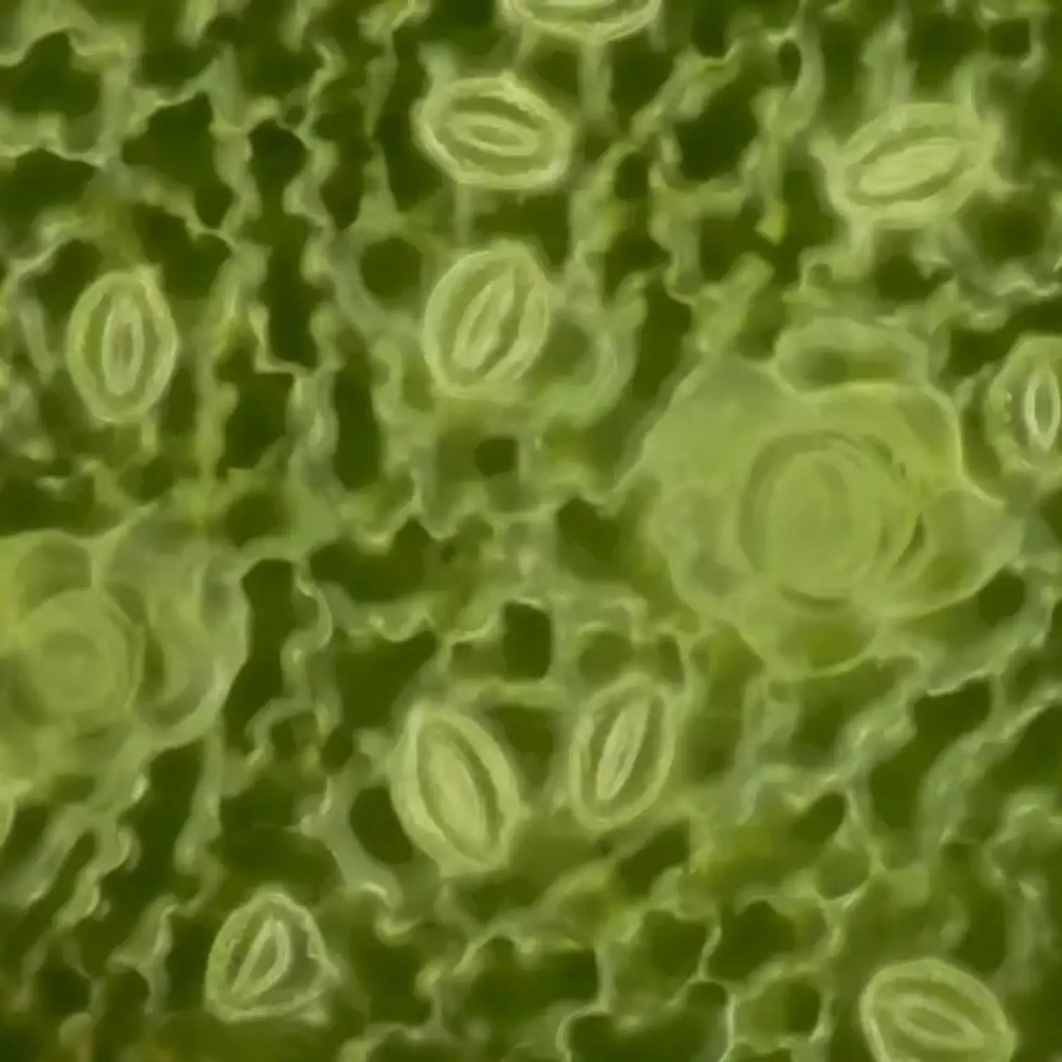 Macro image of plant stomata, pores