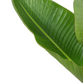 Strelitzia nicolai leaf close-up on white background.