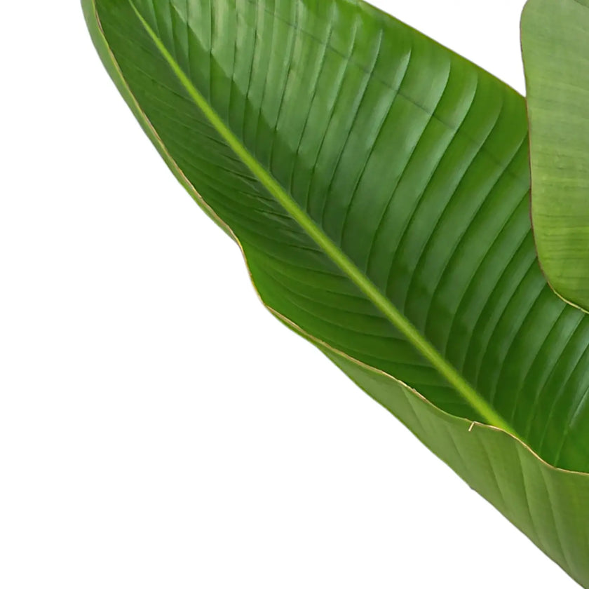 Strelitzia nicolai leaf close-up on white background.