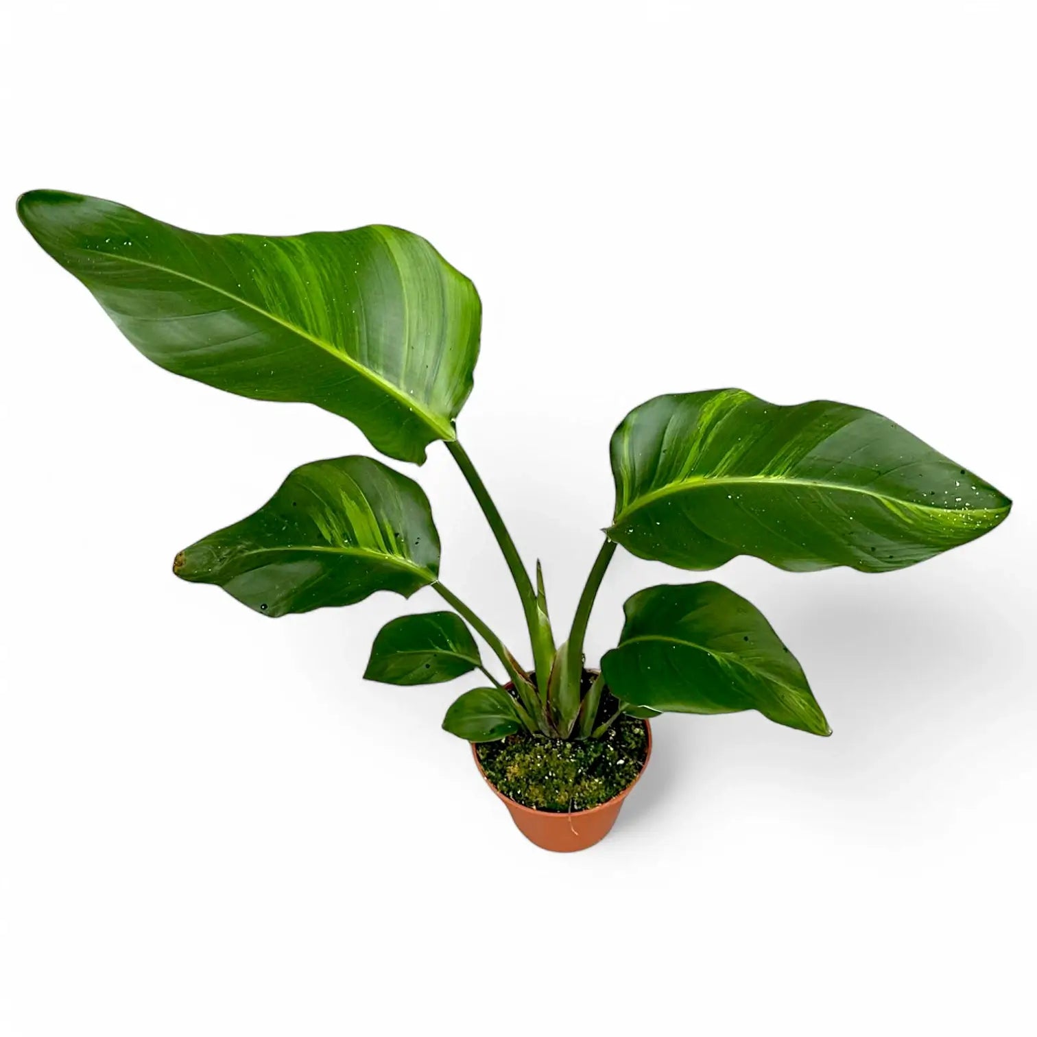 Strelitzia nicolai variegata Zimmerpflanze im Anzuchttopf vor weißem Hintergrund, Produktfoto 2.