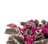 Streptocarpus sect. Saintpaulia 'Hovariagata'