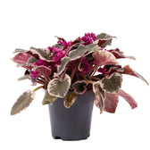 Streptocarpus sect. Saintpaulia 'Hovariagata'