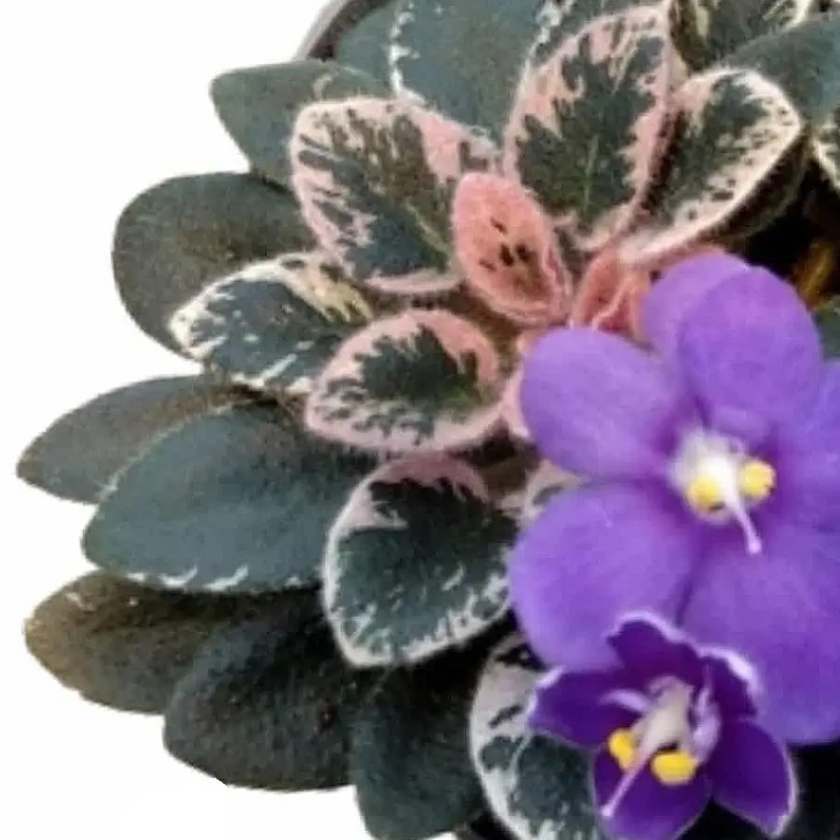 Streptocarpus sect. Saintpaulia 'Little Love Blue' Hauptproduktfoto vor weißem Hintergrund.