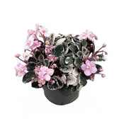 Streptocarpus sect. Saintpaulia 'Little Love Pink' on white background, product photo 2.