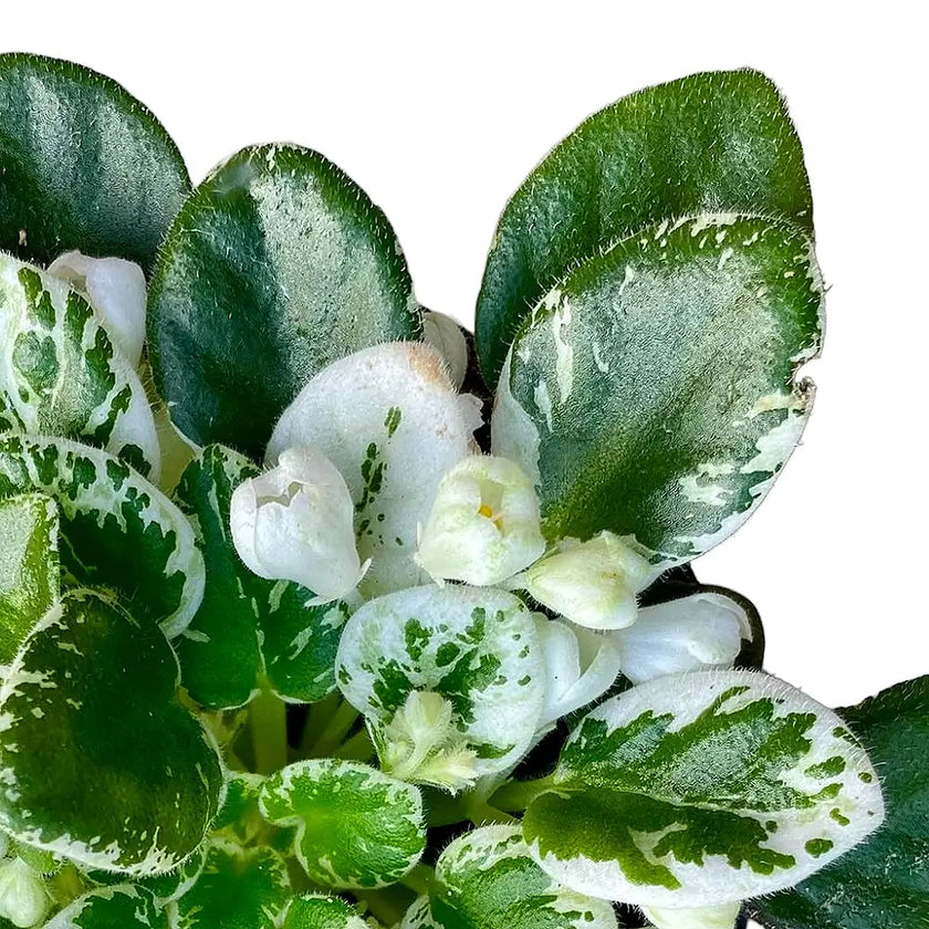 Streptocarpus sect. Saintpaulia 'Snowdrop' Hauptproduktfoto vor weißem Hintergrund.