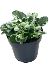 Streptocarpus sect. Saintpaulia 'Snowdrop' on white background, product photo 2.