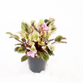 Streptocarpus sect. Saintpaulia 'Tiamat' on white background, product photo 2.