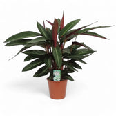 Stromanthe thalia 'Stripestar' Zimmerpflanze im Anzuchttopf vor weißem Hintergrund, Produktfoto 3.