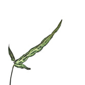 Syngonium angustatum 'Ribbon' leaf close-up on white background.