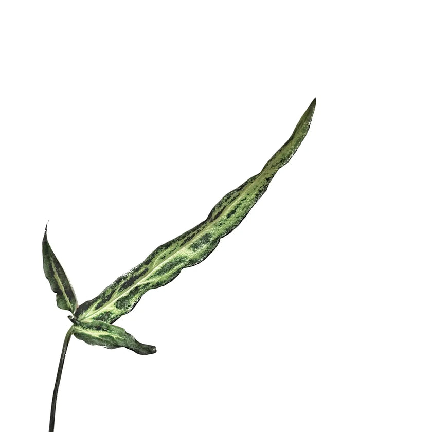 Syngonium angustatum 'Ribbon' – Blattdetail vor weißem Hintergrund..