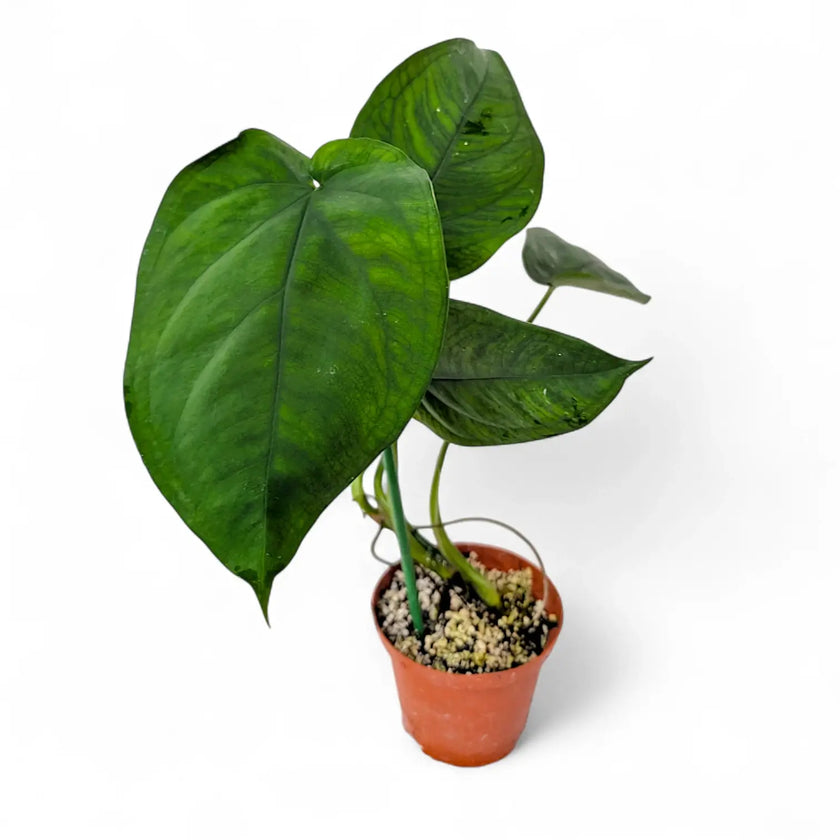 Syngonium chiapense potted houseplant in nursery pot on white background, product photo 2.