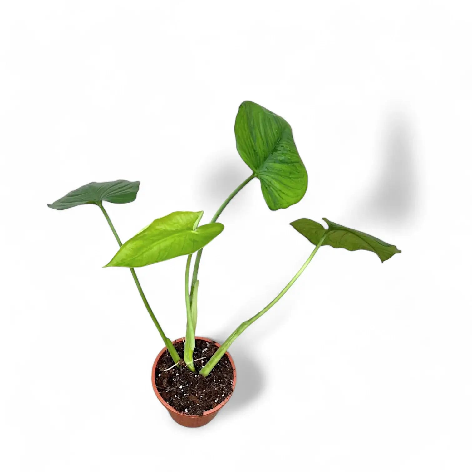 Syngonium chiapense potted houseplant in nursery pot on white background, product photo 4.