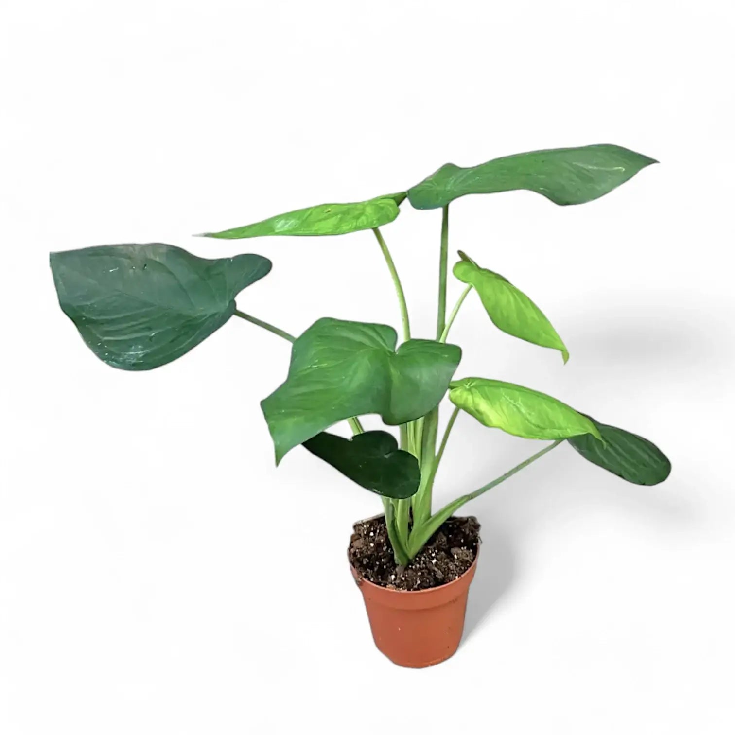 Syngonium chiapense potted houseplant in nursery pot on white background, product photo 6.