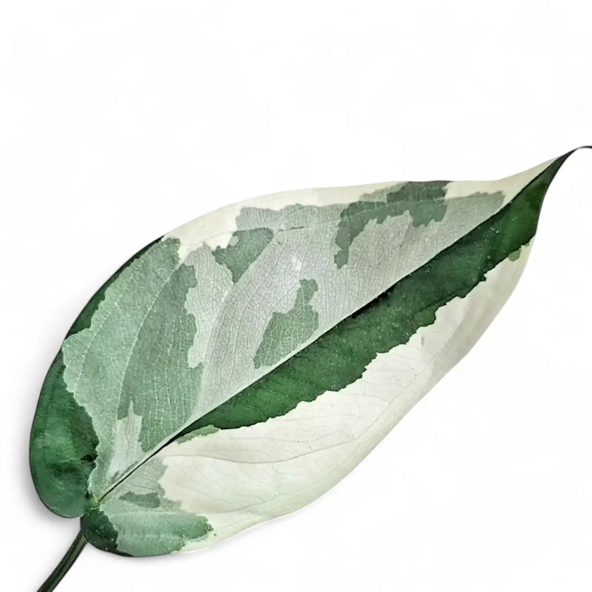 Syngonium chiapense variegata leaf close-up on white background.