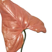 Syngonium podophyllum 'Aom nak' ('Neon tetra', 'Orm nak') – Blattdetail vor weißem Hintergrund..