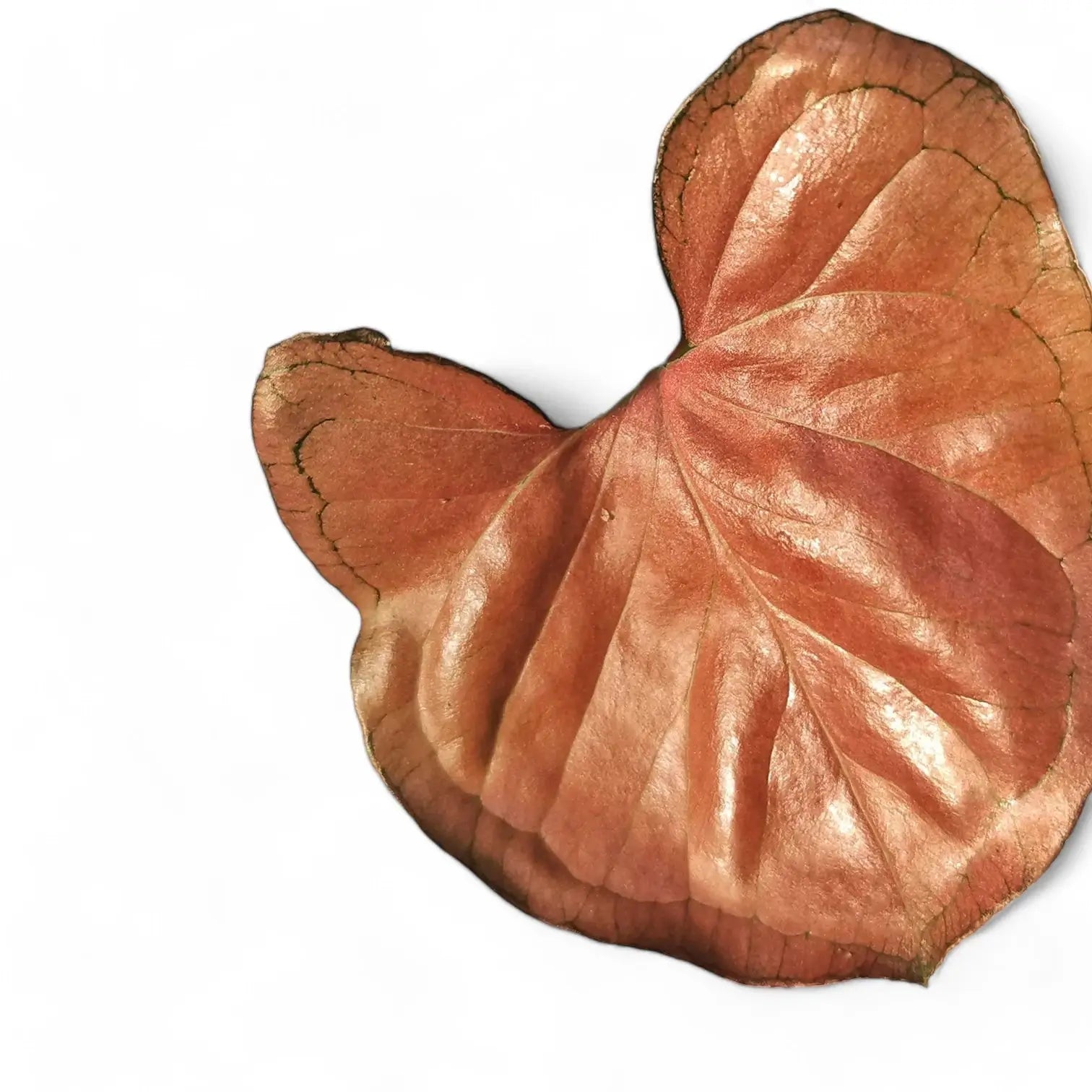 Syngonium podophyllum 'Aom nak' ('Neon tetra', 'Orm nak') Zimmerpflanze im Anzuchttopf vor weißem Hintergrund, Produktfoto 2.