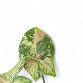 Syngonium podophyllum 'Confetti Tricolor' – Blattdetail vor weißem Hintergrund..