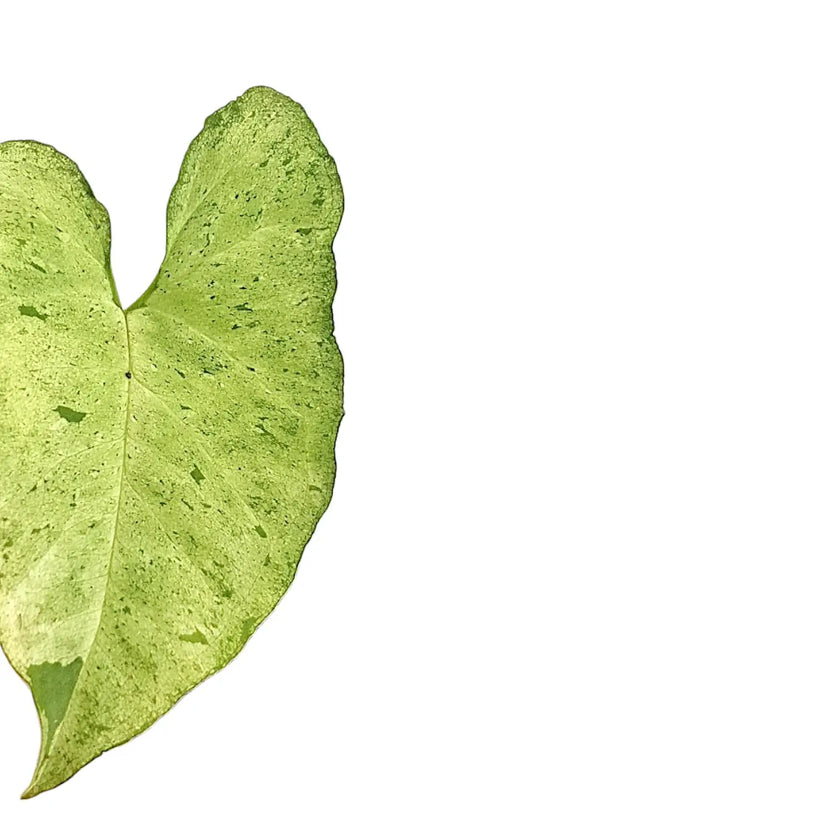 Syngonium podophyllum 'Freckles' – Blattdetail vor weißem Hintergrund..